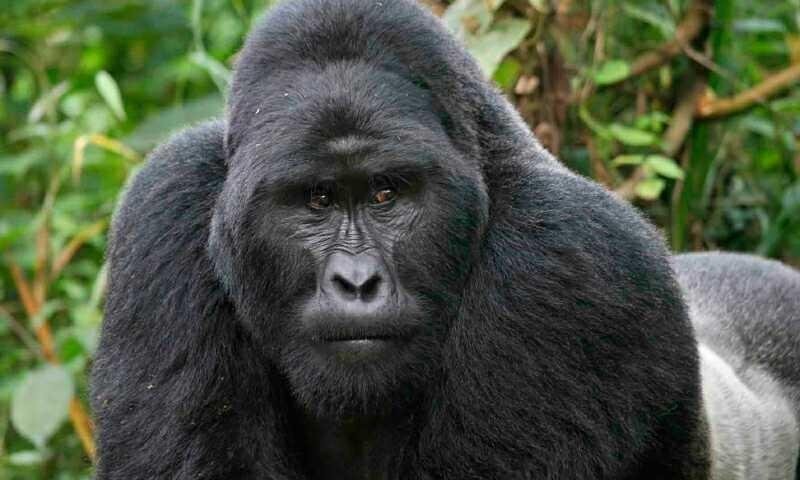 libero-ex-illum-tenetur