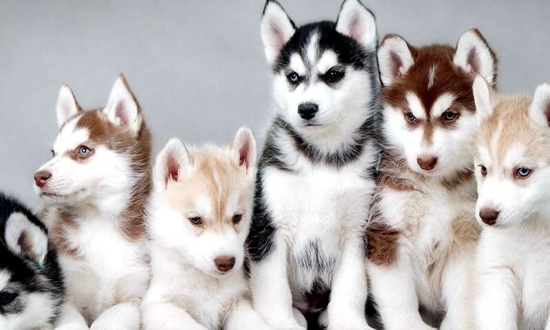 non-ea-nihil-repellat-esse-quia