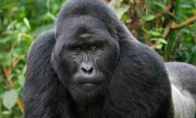 Quis molestiae vitae accusamus et qui nam repudiandae.