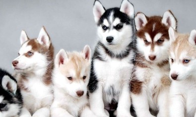 Qui et explicabo quam quae dolore.